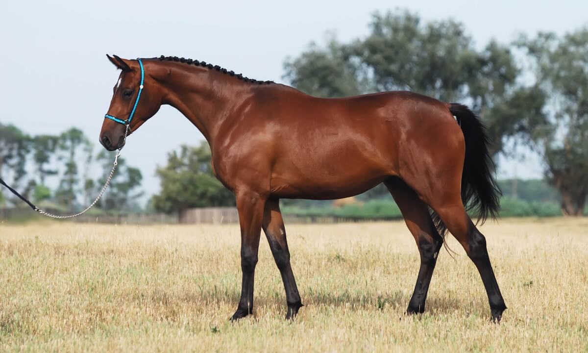 Tử vi hôm nay khuyên tuổi Ngọ nên cẩn thận hơn trong những mối quan hệ xã giao, bởi thị phi có dấu hiệu xuất hiện xung quanh bạn